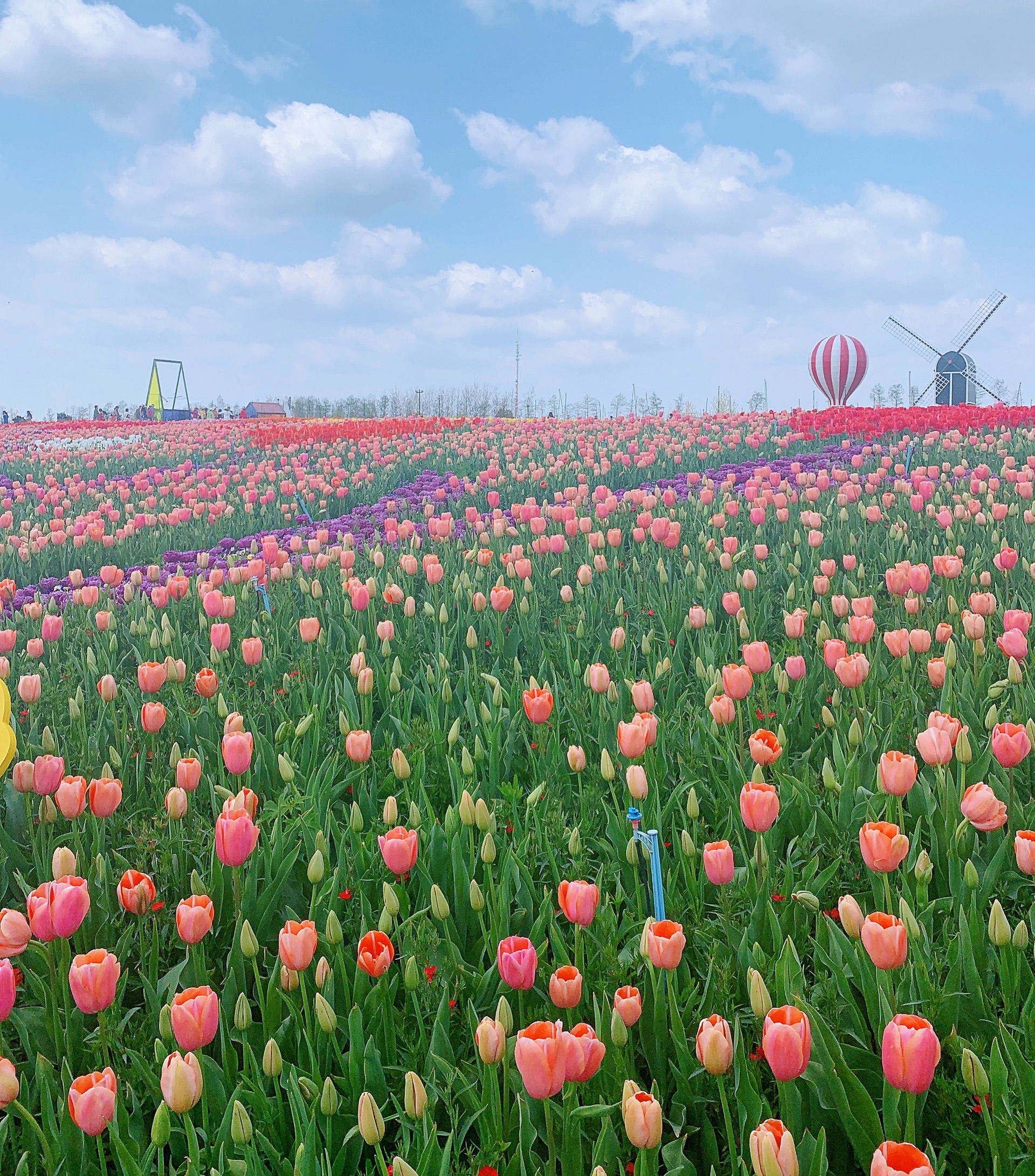 国家旅游地理江苏盐城4月30日讯(通讯员梁凤英)(组图)