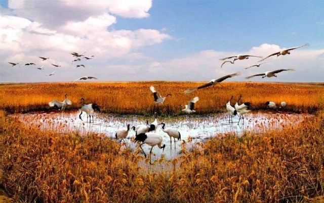 盐城湿地旅游_盐城湿地文化_盐城沿海湿地旅游视频