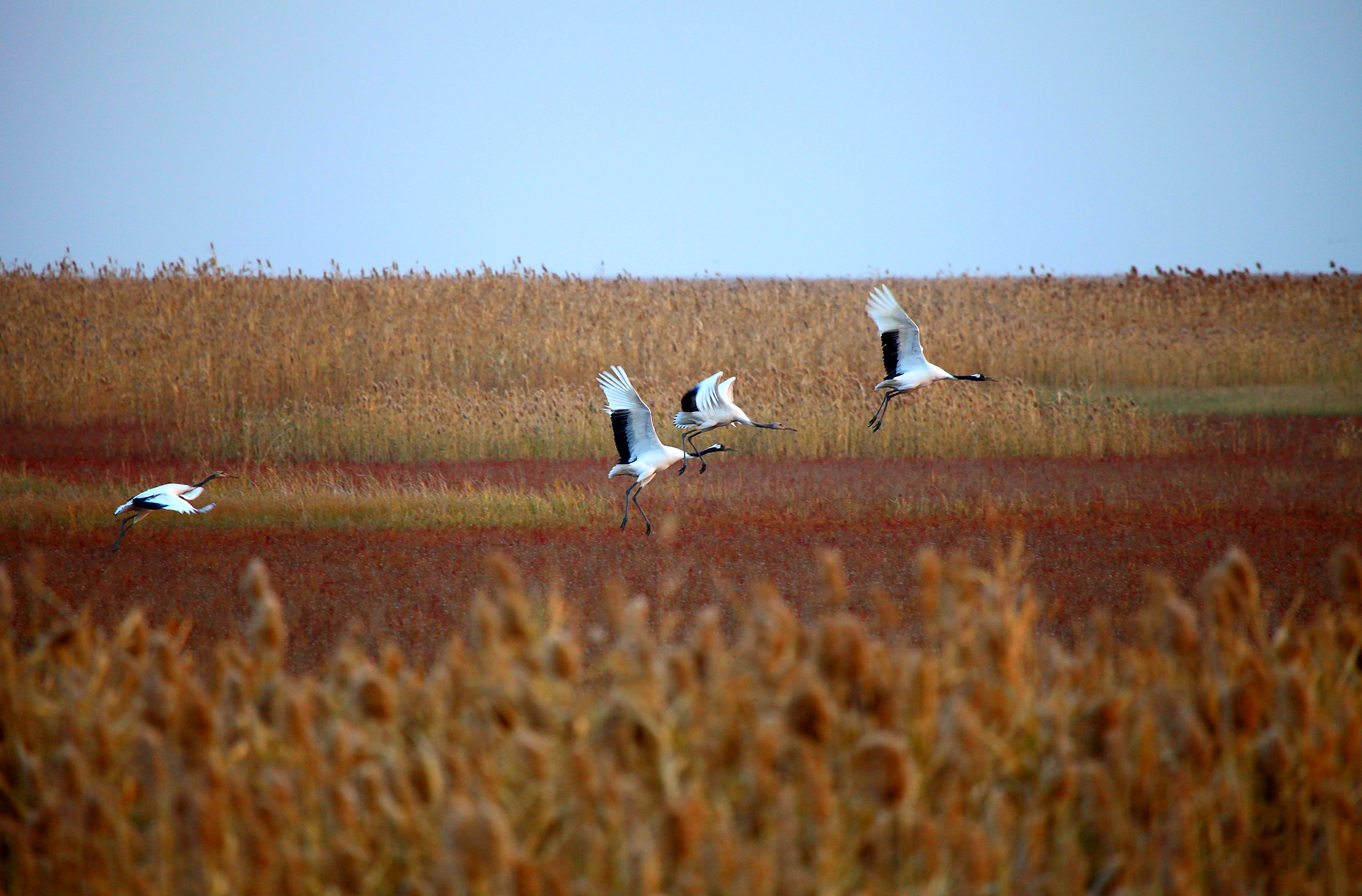 盐城湿地文化_盐城沿海湿地旅游视频_盐城湿地旅游