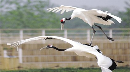 鹤鹿故乡盐城发布旅游微电影 以鹤为由讲大爱_\"鹤鹿故乡\"盐城发布旅游微电影 以鹤为由讲大爱_发布旅游优惠微信公众号