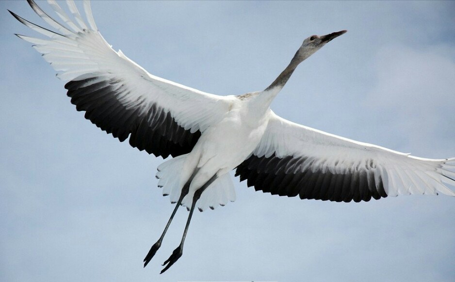 一起去盐城国家级珍禽自然保护区看丹顶鹤吧！(组图)