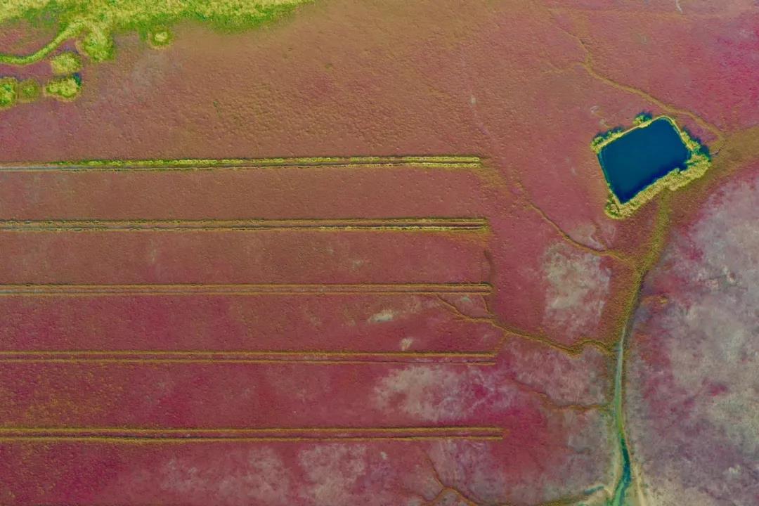 2020年共有14项世界自然遗产候鸟迁徙路线(组图)