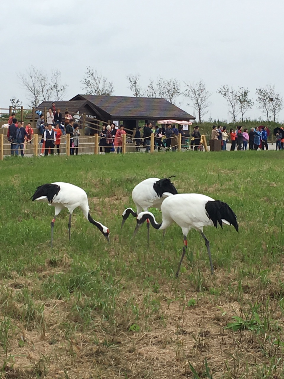 盐城沿海滩涂湿地_盐城滩涂湿地禽类_盐城湿地旅游