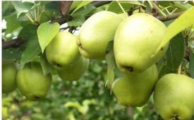 盐城大丰区6大推荐美食，这些地方美食值得你的品尝