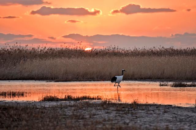 江苏盐城有哪些好玩的地方，盐城旅游必去五个景点介绍