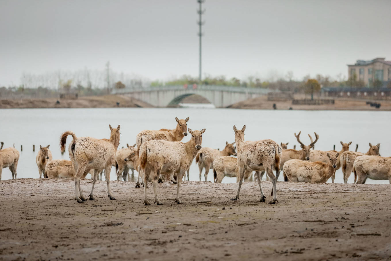 盐城旅游_鹤鹿故乡 盐城发布旅游微电影 以鹤为由讲大爱_盐城旅行社旅游线路报价