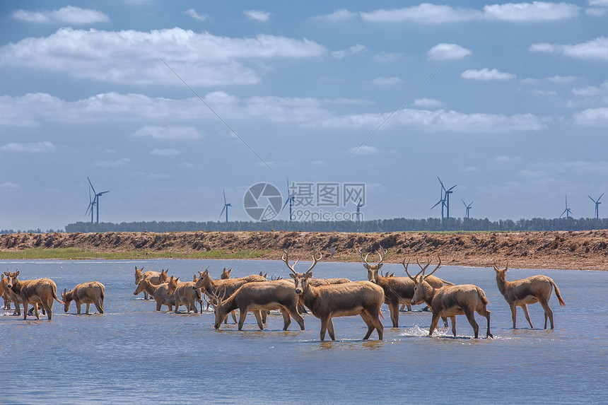 盐城旅行社旅游线路报价_鹤鹿故乡 盐城发布旅游微电影 以鹤为由讲大爱_盐城旅游