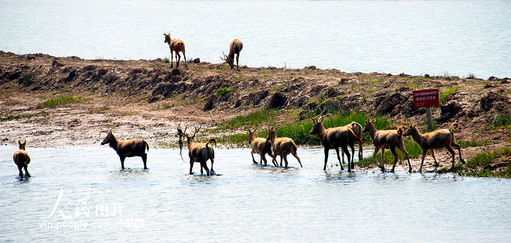 鹤鹿故乡 盐城发布旅游微电影 以鹤为由讲大爱_盐城旅行社旅游线路报价_盐城旅游