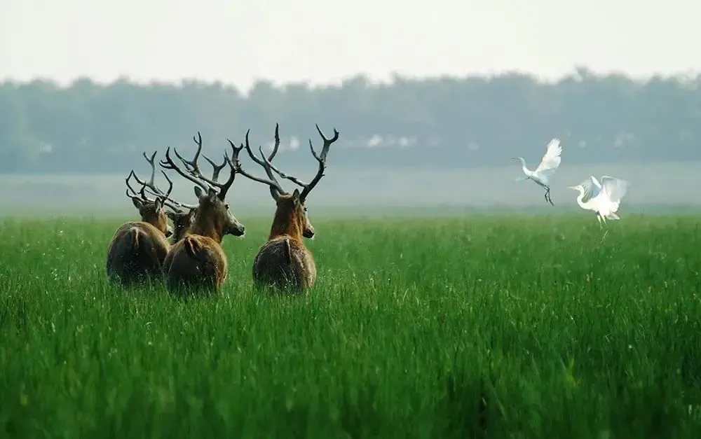 盐城旅游_盐城旅游_盐城旅游信息网