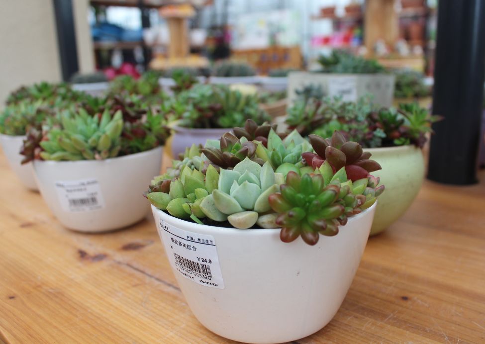 周末不知道去哪儿玩？盐城大丰旅游胜地，你去了吗？