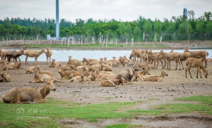 周末不知道去哪儿玩？盐城大丰旅游胜地，你去了吗？
