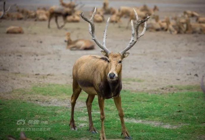 周末不知道去哪儿玩？盐城大丰旅游胜地，你去了吗？