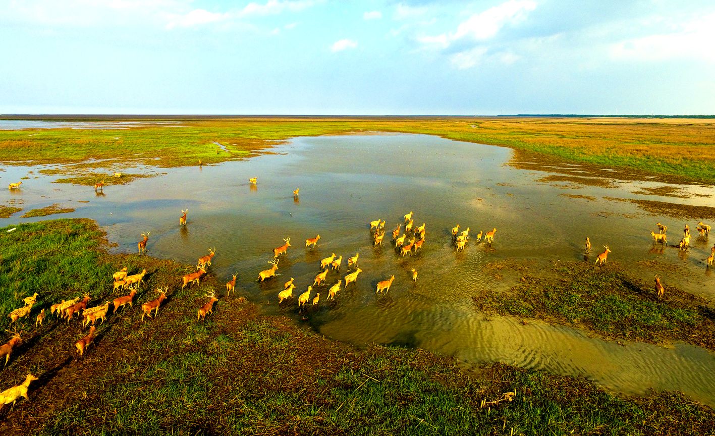 盐城湿地修复_盐城湿地资源_盐城沿海滩涂湿地