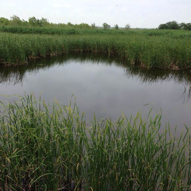 盐城沿海滩涂湿地_盐城湿地资源_盐城湿地修复