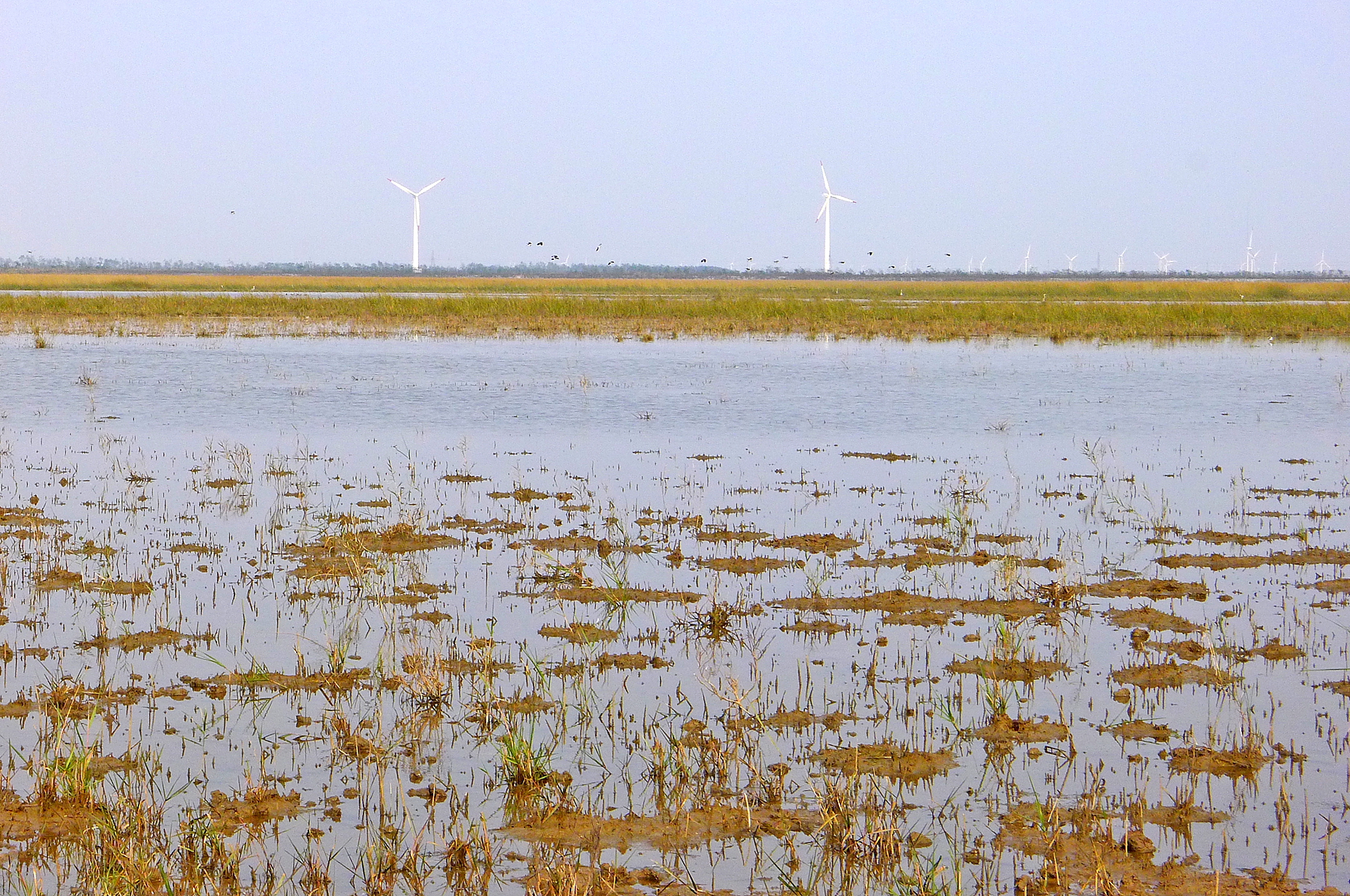 盐城湿地生态园在那里_盐城湿地保护_盐城湿地旅游