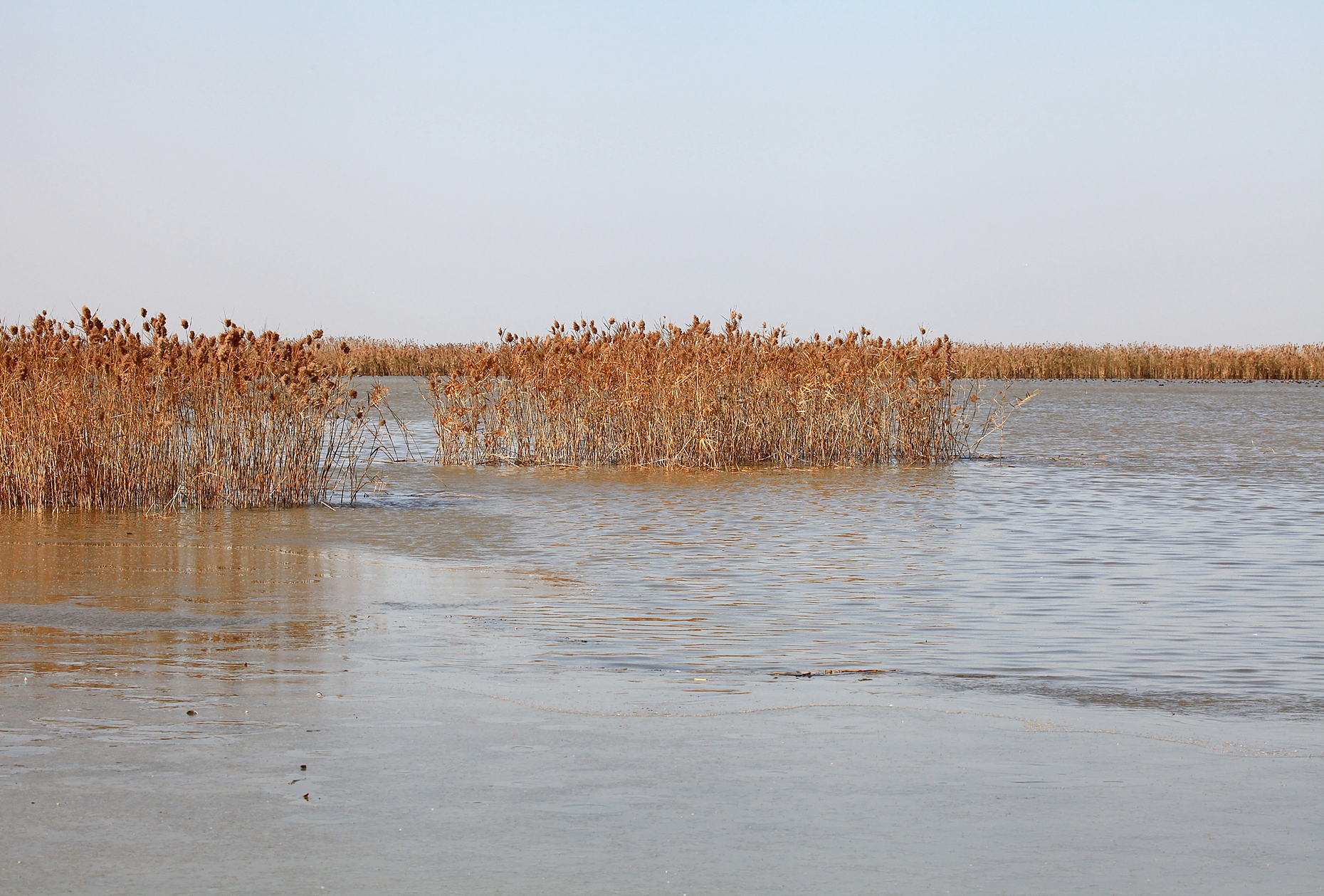 盐城湿地旅游_盐城湿地保护_盐城湿地生态园在那里