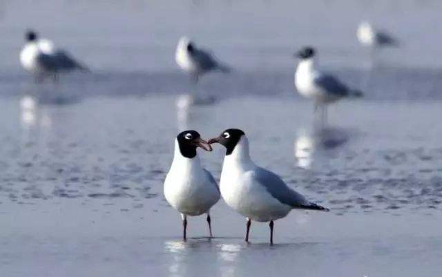 中国黄(渤)海候鸟栖息地成为我国第54处世界遗产