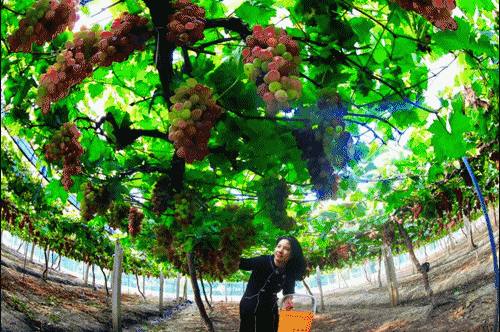 盐城旅游景点大全排名_盐城旅游ppt_盐城旅游必去十大景点