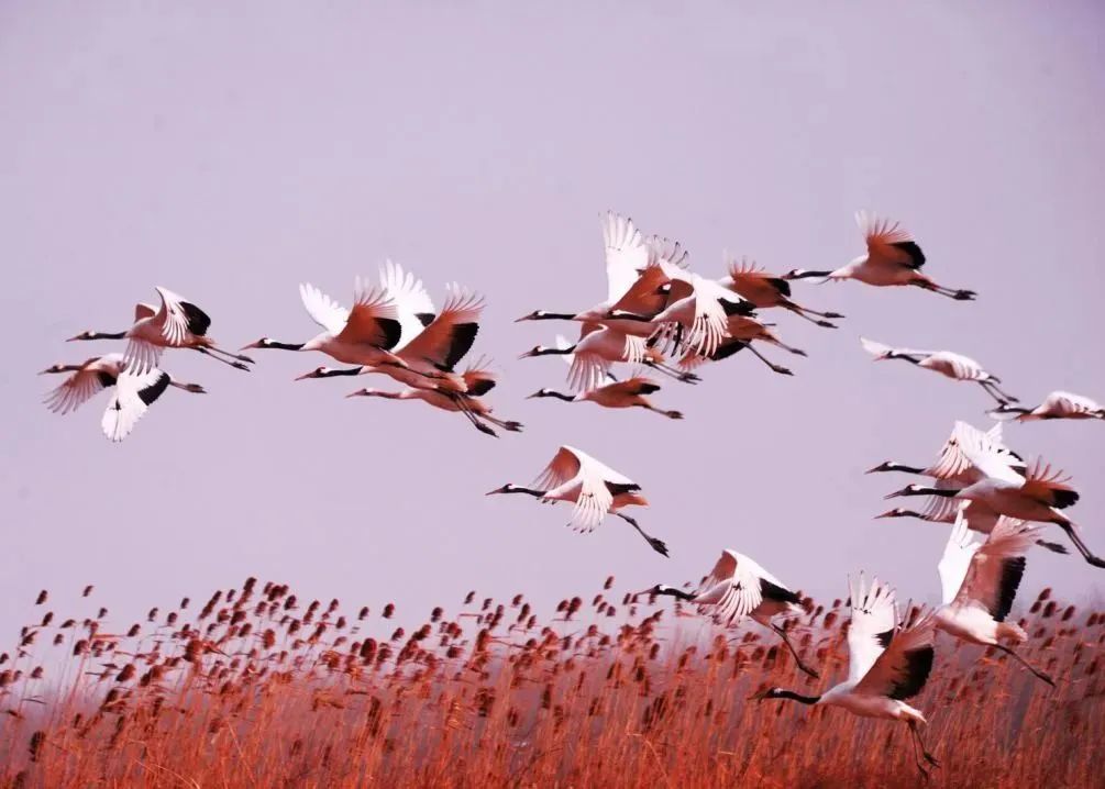 盐城旅游酒店预定_盐城酒店推荐_预定盐城酒店旅游多少钱