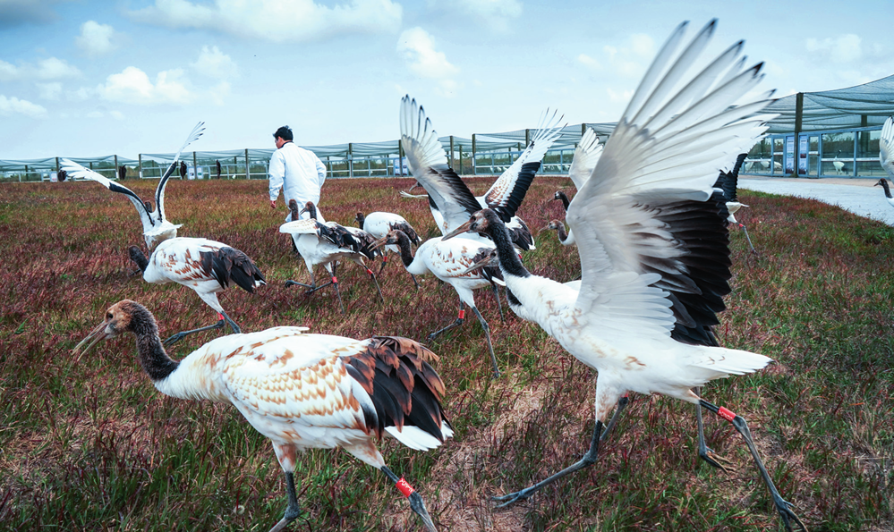 盐城旅游总体规划_盐城全域旅游_盐城市旅游公路规划