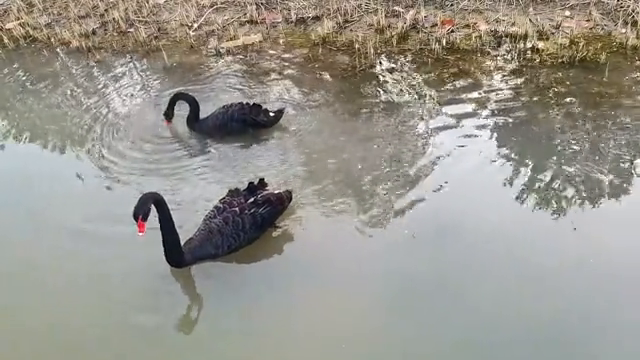 盐城湿地旅游_盐城湿地策划_江苏盐城湿地公园在哪里