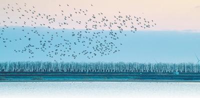 江苏盐城条子泥湿地：万鸟翔集壮美画面