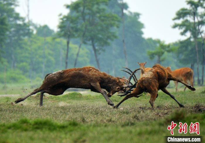 盐城湿地旅游_盐城湿地_江苏盐城湿地公园在哪里