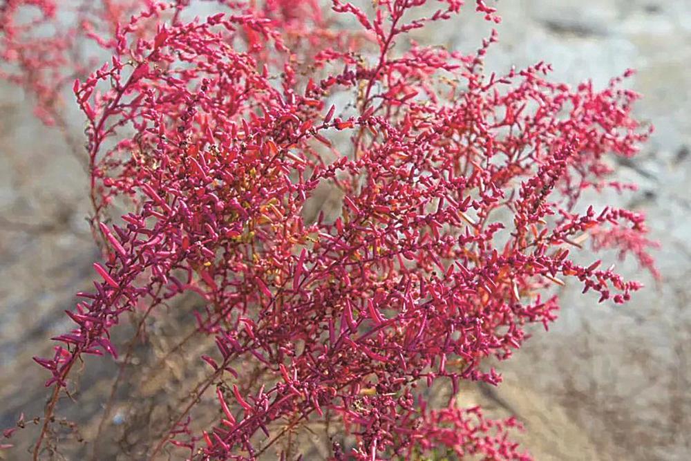 盐城湿地公园有什么好玩的_盐城湿地旅游_江苏盐城湿地公园在哪里