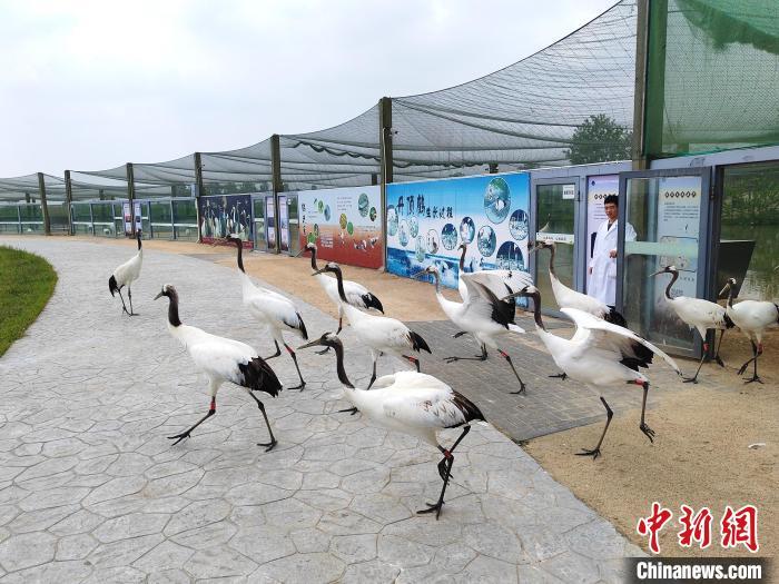 江苏盐城湿地珍禽国家级自然保护区生物多样性资源