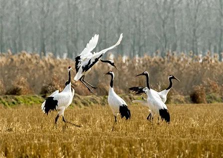 盐城旅行景点_盐城风光旅游_盐城旅游