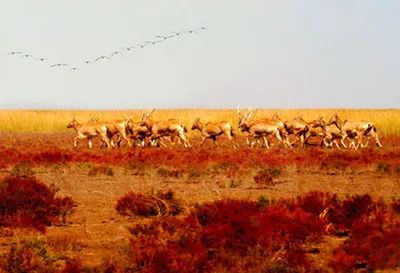 盐城旅行景点_盐城风光旅游_盐城旅游