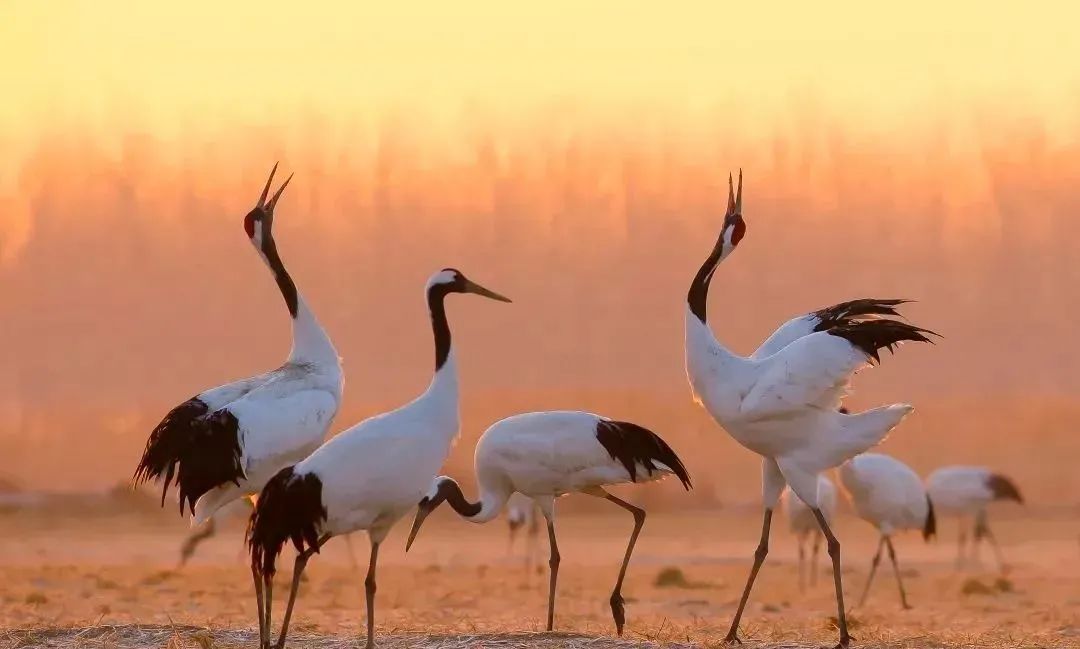 预定盐城酒店旅游的软件_盐城旅游酒店预定_预定盐城酒店旅游多少钱