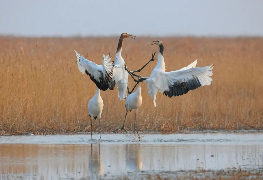 预定盐城酒店旅游多少钱_盐城旅游酒店预定_预定盐城酒店旅游的软件