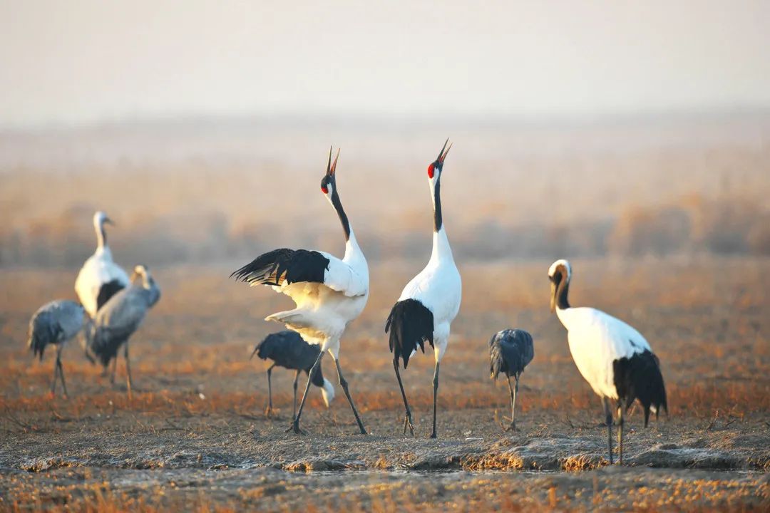 预定盐城酒店旅游的软件_预定盐城酒店旅游多少钱_盐城旅游酒店预定