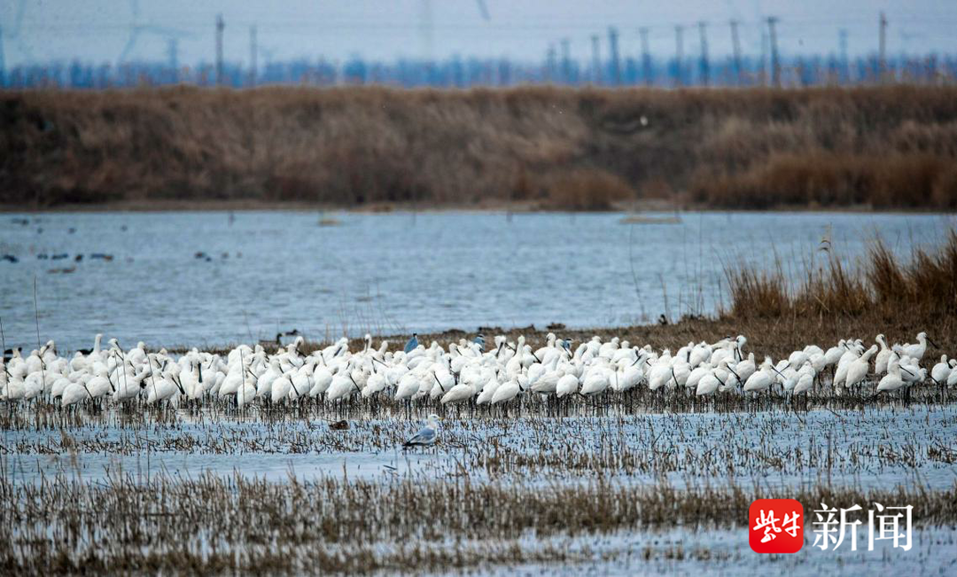“行走江苏湿地城市”采访团走进条子泥湿地风景区