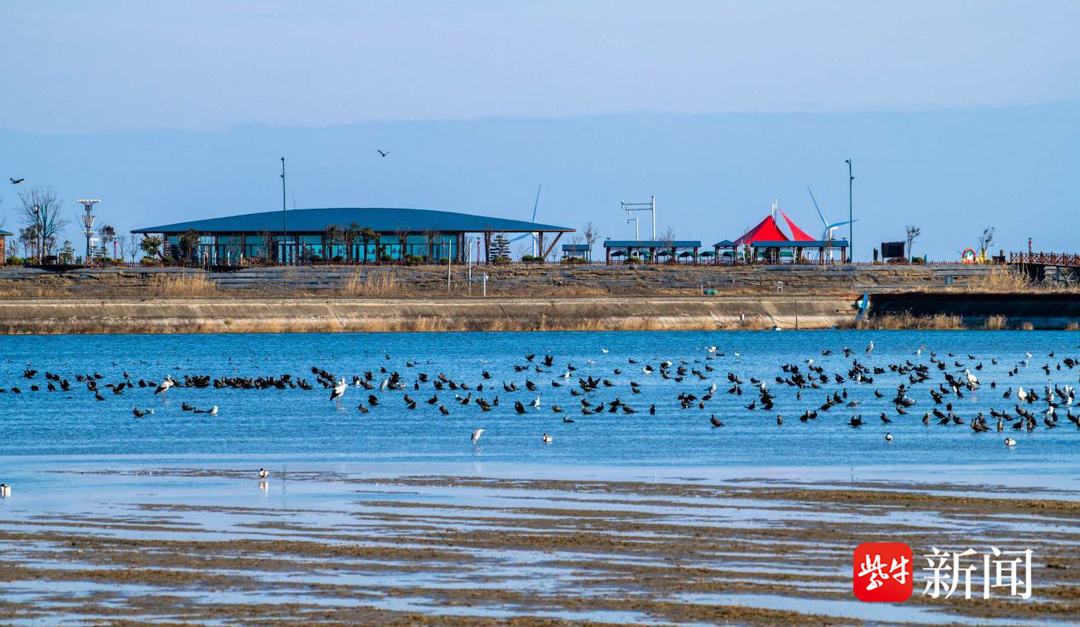 盐城湿地策划_盐城湿地公园旅游攻略_盐城湿地旅游